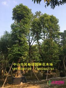 单杆子母树