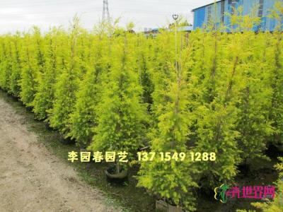 黄金香柳
