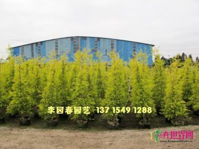 黄金香柳