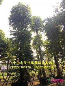 单杆子母树