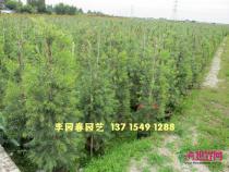 红千层