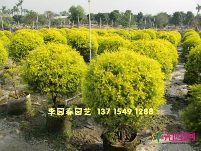 黄金香柳球形